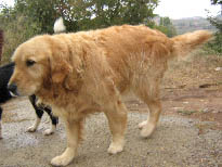 chienne injectée avec de l'eau de mer