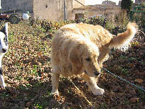 chienne injectée avec de l'eau de mer