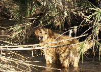 chienne injectée avec de l'eau de mer